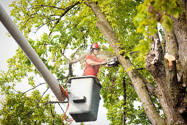 Best Tree Cutting Near Me  in Concordia, MO